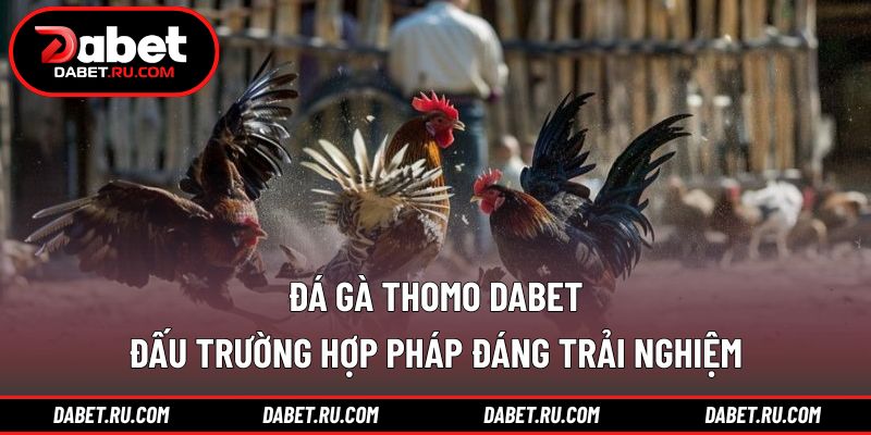 Đá gà Thomo DABET
